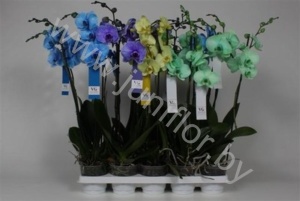 Фаленопсис Phal Royal 4 Colours Mix 2-Tak