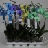 Фаленопсис Phal Royal 4 Colours Mix 2-Tak Фаленопсис Phal Royal 4 Colours Mix 2-Tak