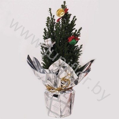 Кипарис Cham.Rondella Decoraties NO SNOW