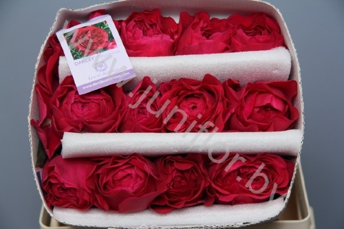 Садовая Роза Дэвида Остина Rose Dav Austin Darcey