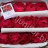 Садовая Роза Дэвида Остина Rose Dav Austin Darcey