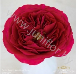 Садовая Роза Дэвида Остина Rose Dav Austin Darcey