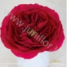 Садовая Роза Дэвида Остина Rose Dav Austin Darcey