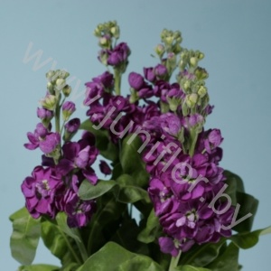Маттиола Matthiola Blue