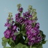 Маттиола Matthiola Blue