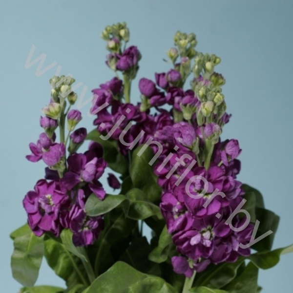 Маттиола Matthiola Blue