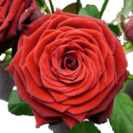 Роза Red Naomi