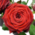 rednaomim8_thm.png Роза Red Naomi