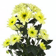 Хризантема Mona lisa cream