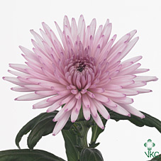 Хризантема Anastasia pink