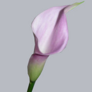 Калла Rubylite Rose