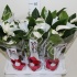 Антуриум Rotero (White) Антуриум Rotero (White)