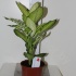 Диффенбахия Dieffenbachia Summer Style