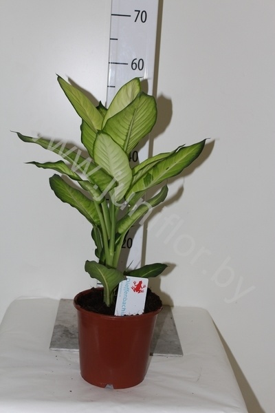 Диффенбахия Dieffenbachia Summer Style