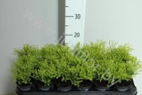 Туя Thuja Rheingold