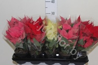 Пуансетия Euphorbia Mix