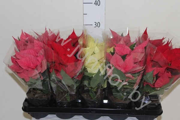 Пуансетия Euphorbia Mix