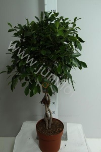 Фикус Ficus Nitida Gevlochten Stam