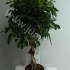 Фикус Ficus Nitida Gevlochten Stam