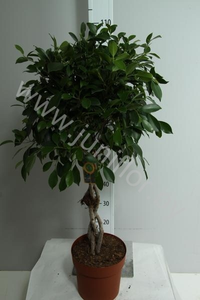 Фикус Ficus Nitida Gevlochten Stam