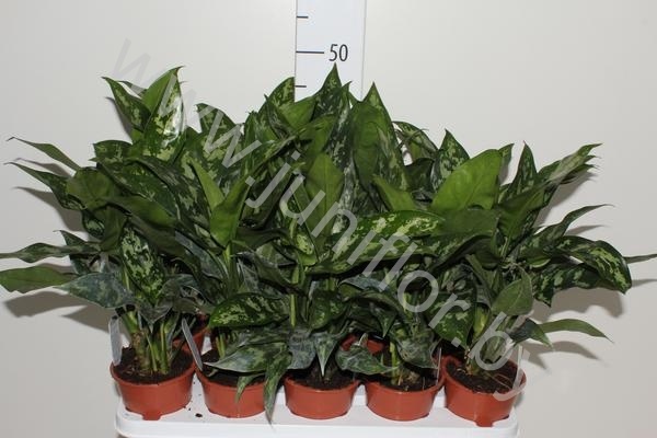 Аглаонема Aglaonema Maria