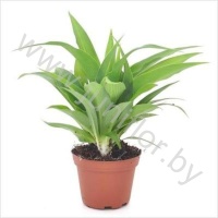 Хлорофитум Chlorophytum Com. Lemon