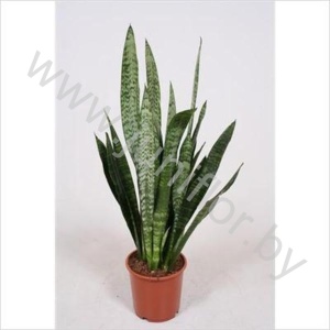 Сансевиерия Sansevieria Black Coral