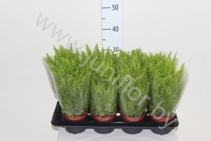 Нефролепис Nephrolepis Boston Blue Bell