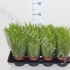 Нефролепис Nephrolepis Boston Blue Bell Нефролепис Nephrolepis Boston Blue Bell