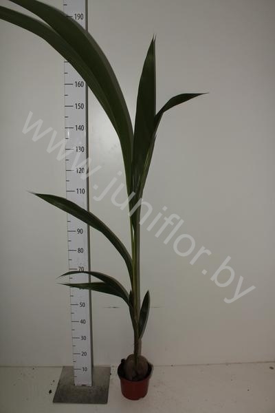 Кокос Cocos Nucifera