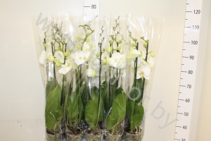 Фаленопсис Phal Dame Blanche 2 tak