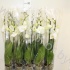 Фаленопсис Phal Dame Blanche 2 tak Фаленопсис Phal Dame Blanche 2 tak
