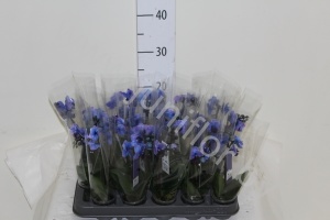 Фаленопсис Phal Royal Blue 1-Tak