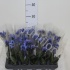 Фаленопсис Phal Royal Blue 1-Tak