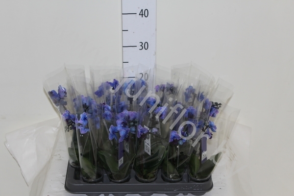 Фаленопсис Phal Royal Blue 1-Tak