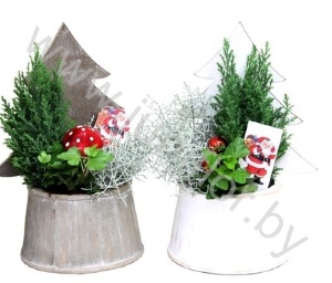 Пряные травы Xmas Boompot+Tuinplanten