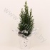 Кипарис Cham.Relief Kersttoef NO SNOW