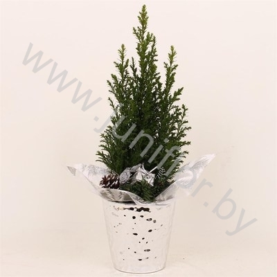 Кипарис Cham.Relief Kersttoef NO SNOW
