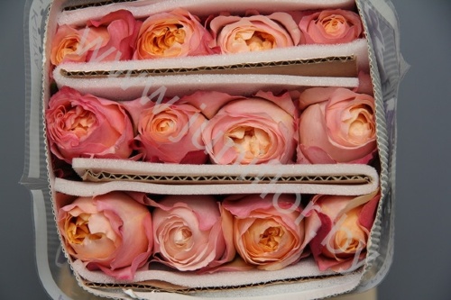 Садовая Роза Дэвида Остина Rose Dav Austin Edith
