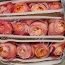 Садовая Роза Дэвида Остина Rose Dav Austin Edith