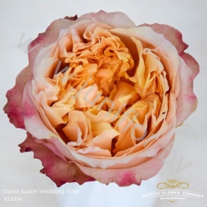 Садовая Роза Дэвида Остина Rose Dav Austin Edith