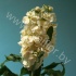 Маттиола Matthiola Cream