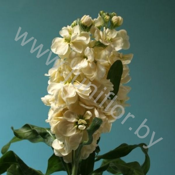 Маттиола Matthiola Cream