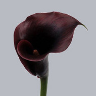 Калла Schwarzwalder