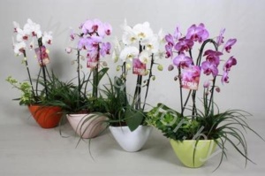 Фаленопсис Eveline Spring Cascade