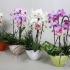 Фаленопсис Eveline Spring Cascade
