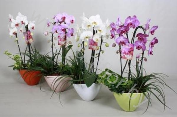 Фаленопсис Eveline Spring Cascade