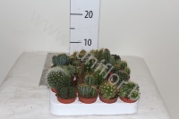 Кактус Mix Cites