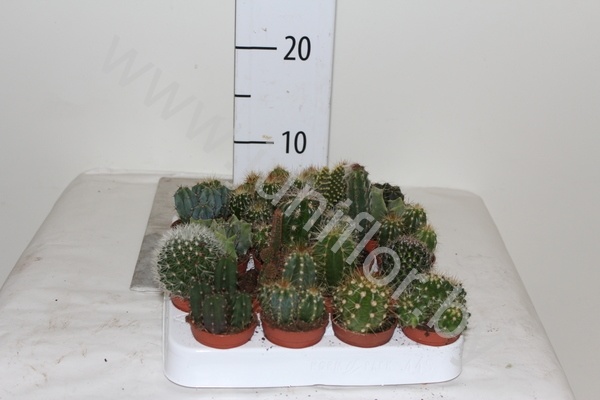 Кактус Mix Cites