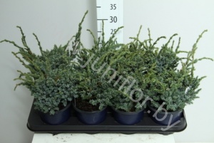 Можжевельник  Juniperus Meyeri